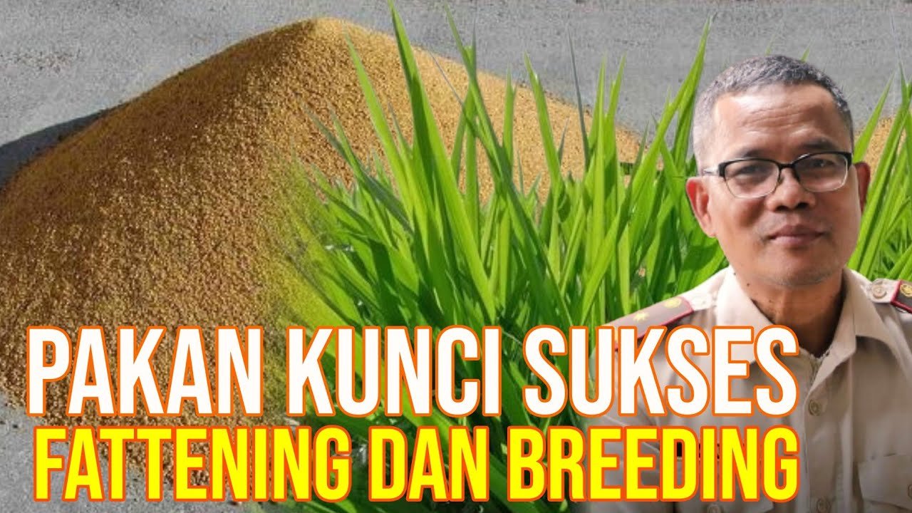 
                                 Tips-Bisnis-Breeding-Fattening-Sapi-Sukses-Dengan-Pakan